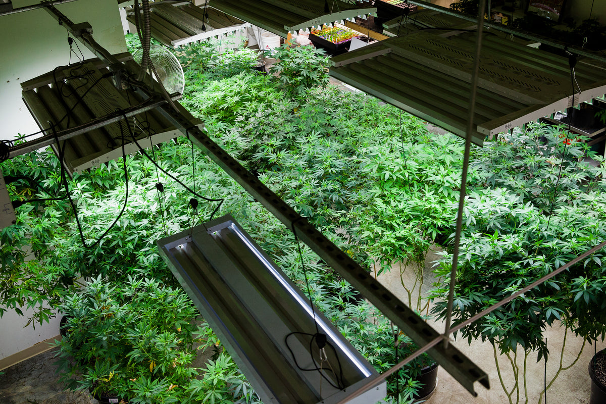 Hydroponics & Grow Lights